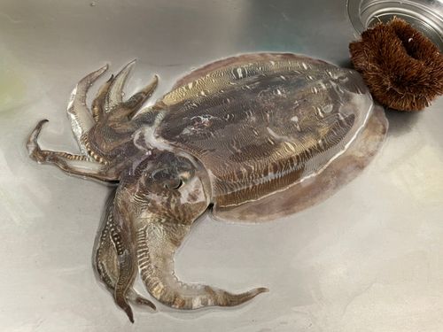 モンゴウイカの釣果