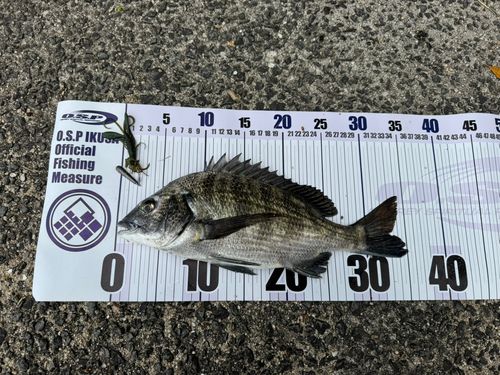 チヌの釣果