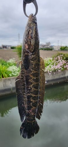 ライギョの釣果