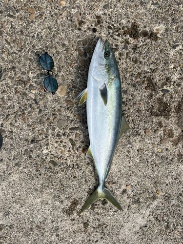 ハマチの釣果