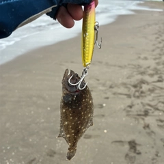 ヒラメの釣果