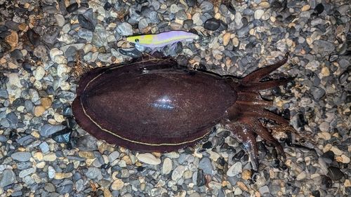 コウイカの釣果