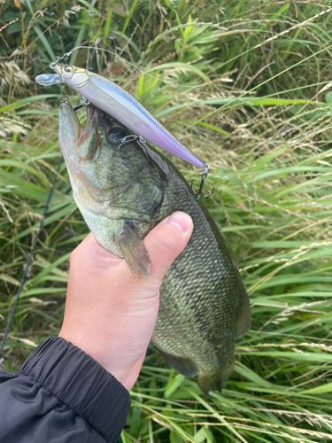 ラージマウスバスの釣果