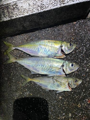 マアジの釣果