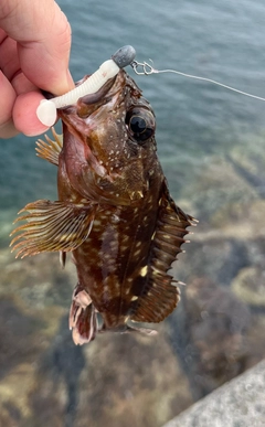 ガシラの釣果