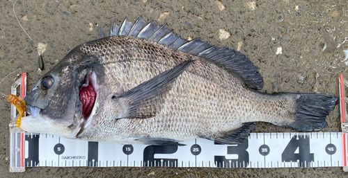 クロダイの釣果