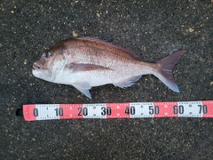 マダイの釣果