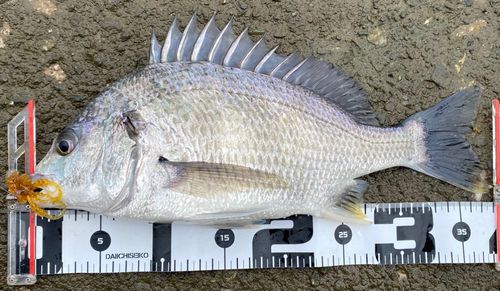 キチヌの釣果