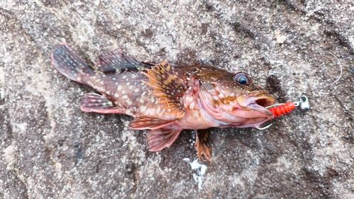 カサゴの釣果