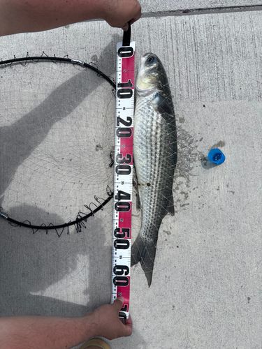 ボラの釣果