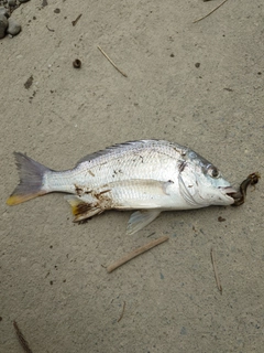 キビレの釣果