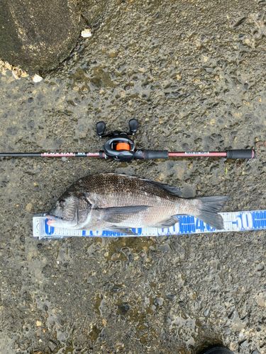 チヌの釣果