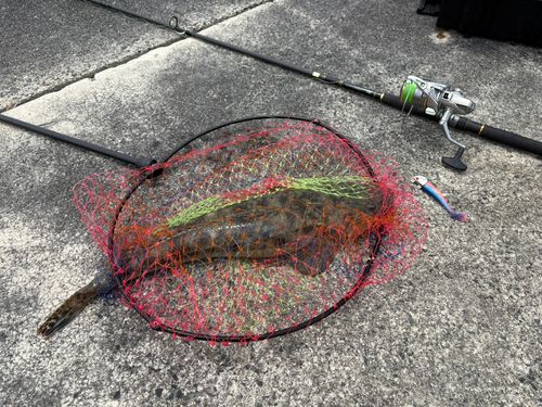 マゴチの釣果