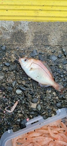 グレの釣果