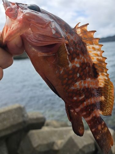 キジハタの釣果