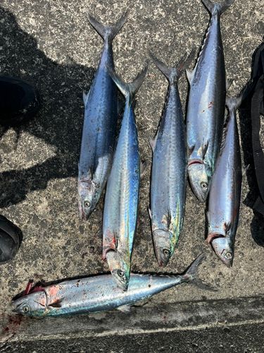 サゴシの釣果