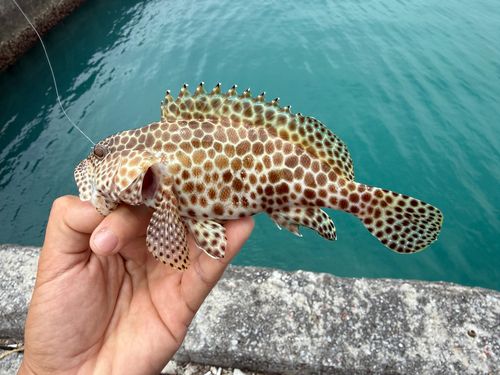イシミーバイの釣果