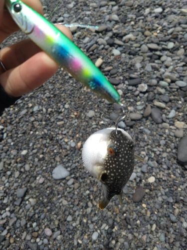 クサフグの釣果
