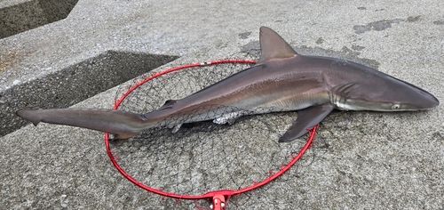 サメの釣果