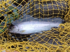 ヤマメの釣果