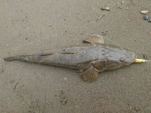 マゴチの釣果