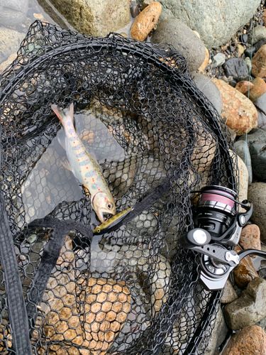 ナマズの釣果