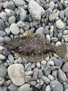 ソゲの釣果