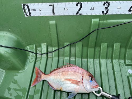 マダイの釣果