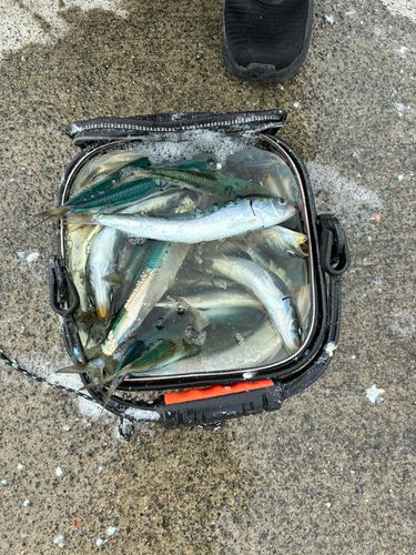 イワシの釣果