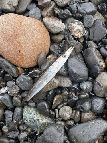 カマスの釣果