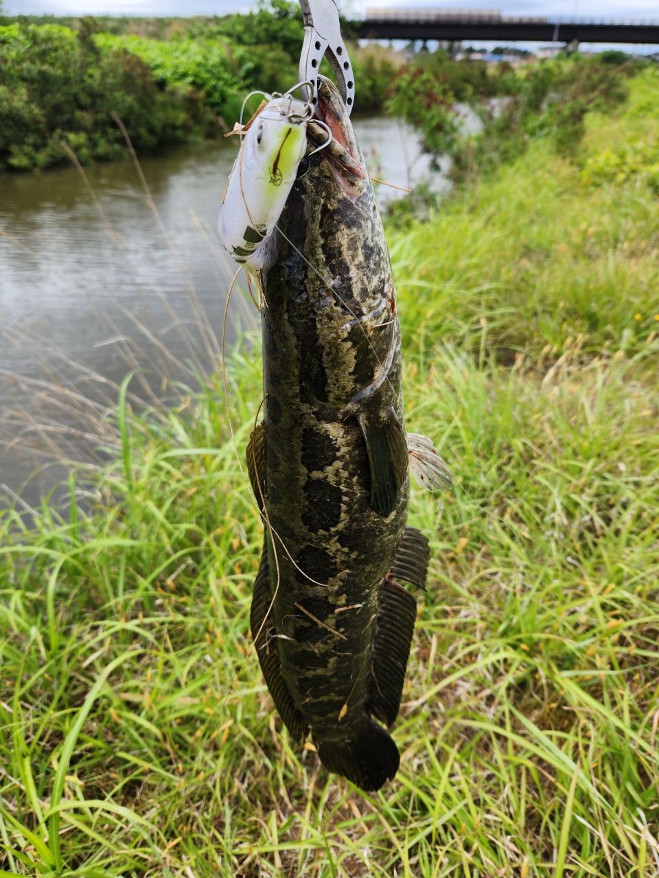 AbuGarcia ホーネットスティンガー プラス 用途特化型モデル HSPC-671X