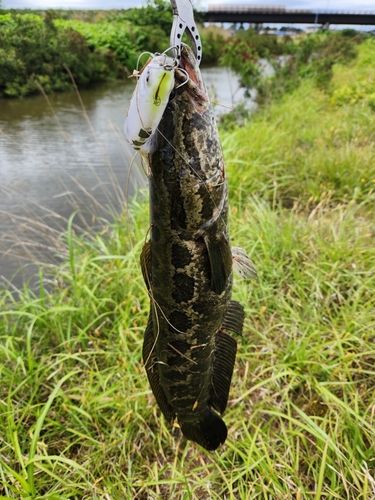 ライギョの釣果