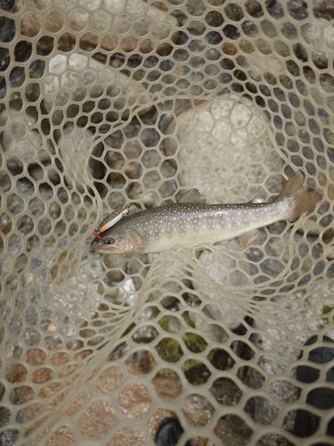 イワナの釣果