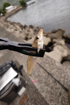 キスの釣果