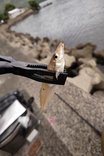キスの釣果