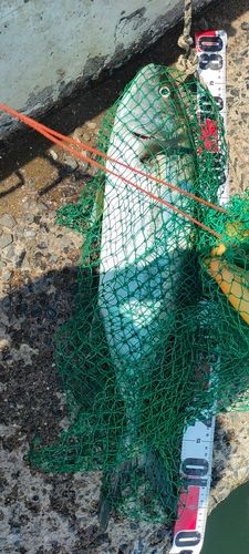 ヒラマサの釣果