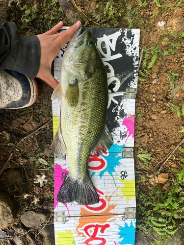 ラージマウスバスの釣果