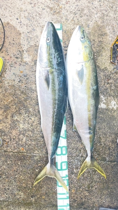ブリの釣果