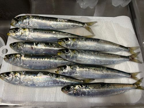 イワシの釣果
