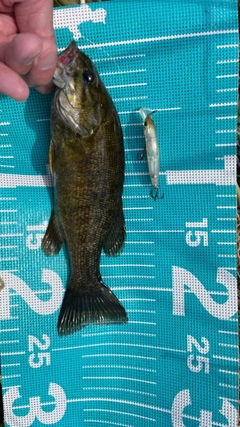 スモールマウスバスの釣果