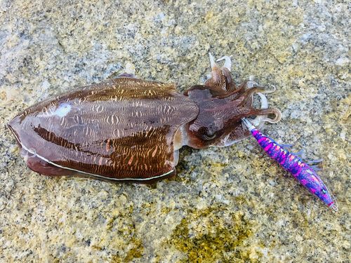モンゴウイカの釣果