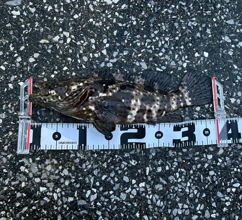 ヤイトハタの釣果