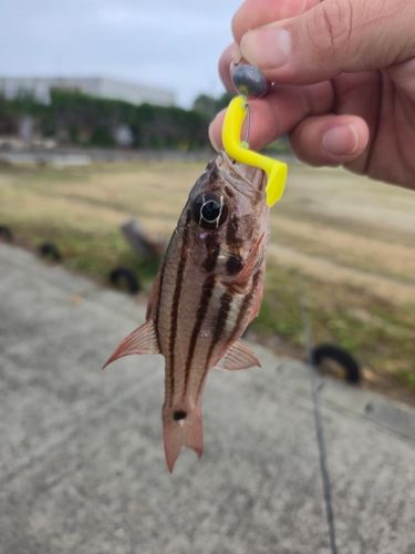 ネンブツダイの釣果