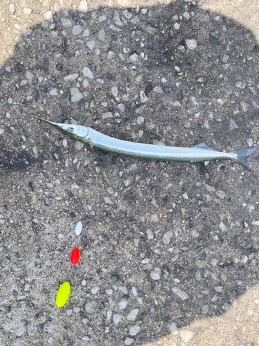 サヨリの釣果