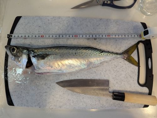 マサバの釣果
