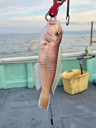 シロアマダイの釣果