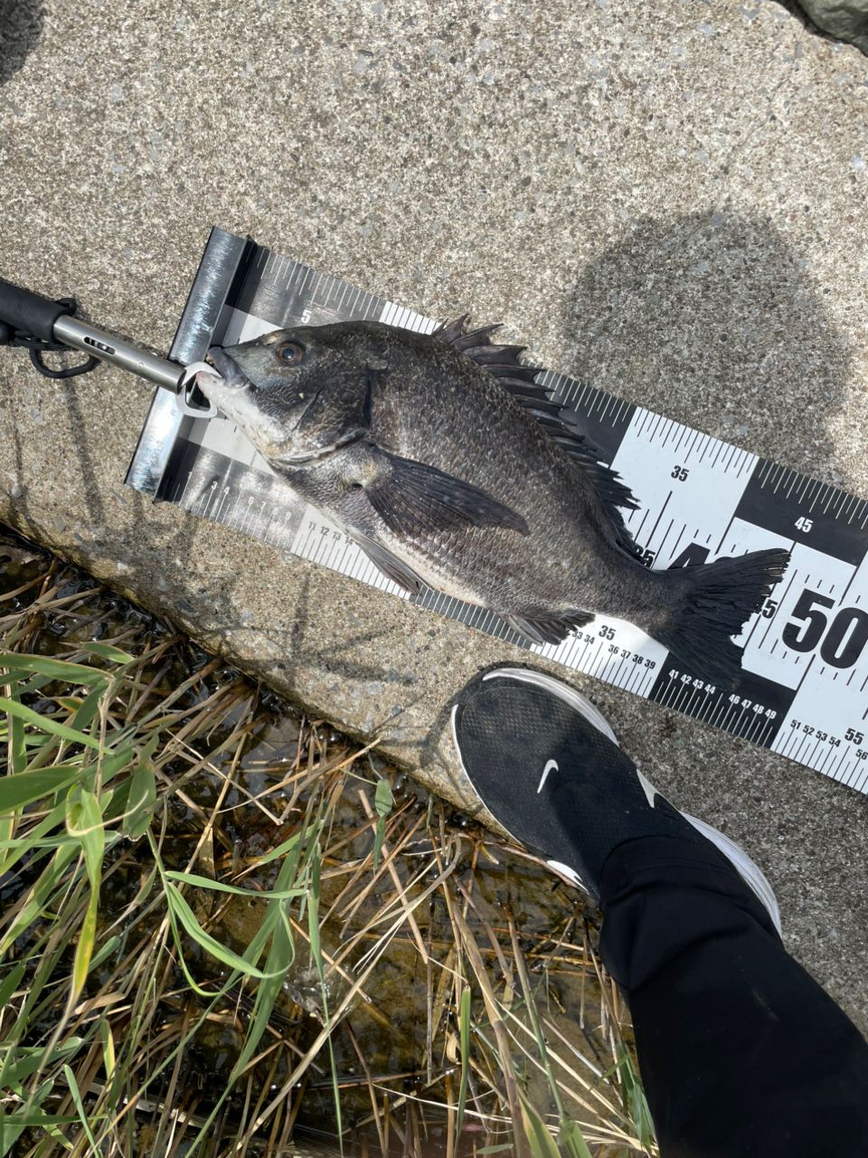 AbuGarcia ソルティースタイルシーバス STSS-992MR-TV-KRの最安値