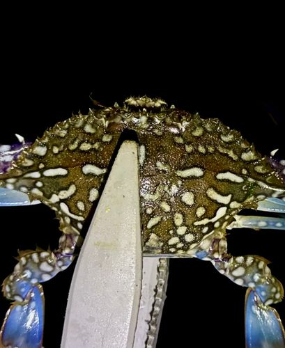 カニの釣果