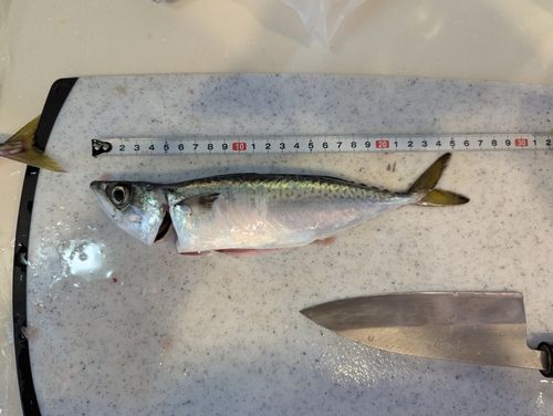 マサバの釣果