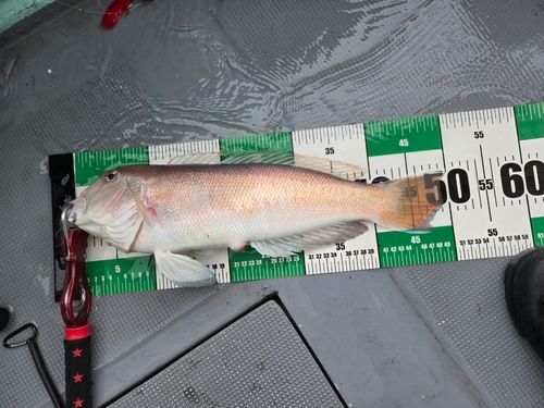 シロアマダイの釣果